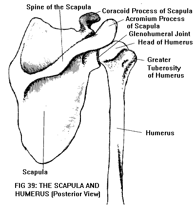 humeral head anatomy