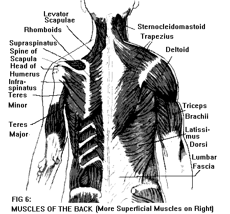 upper back muscle pain