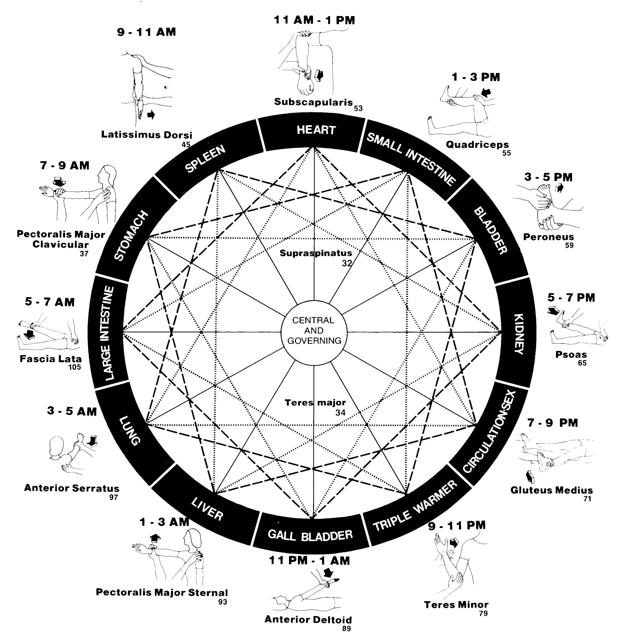 Touch for Health Wheel